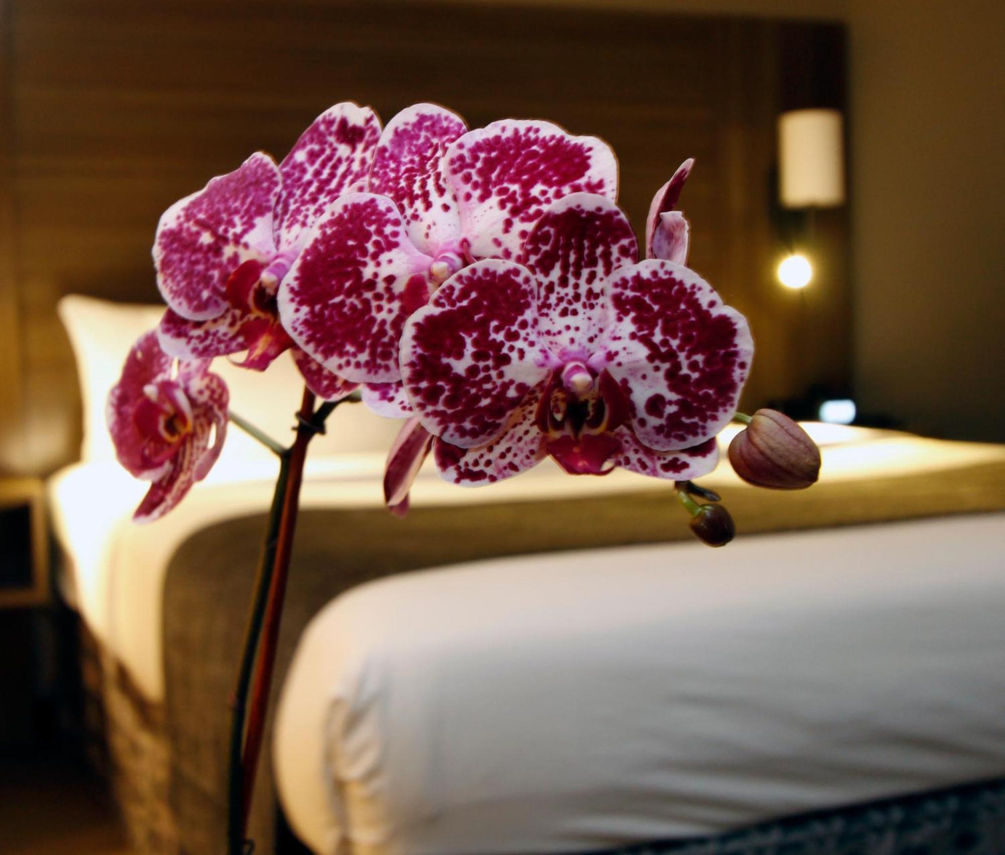 Executive Inn & Suites Oakland Quarto foto